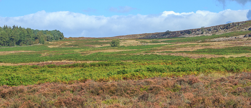 Harland Edge